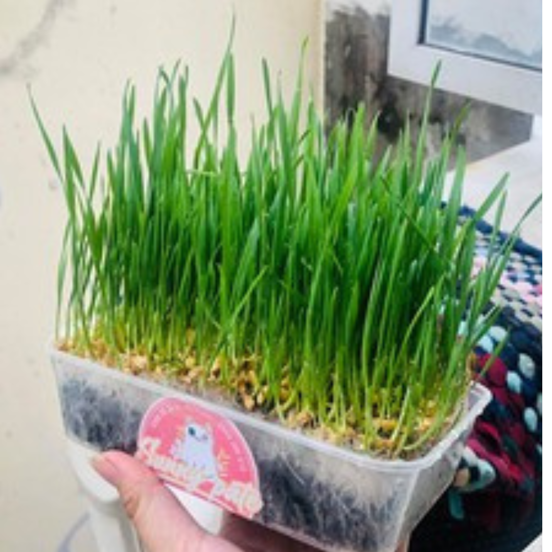 Combo Hạt Giống Cỏ Mèo