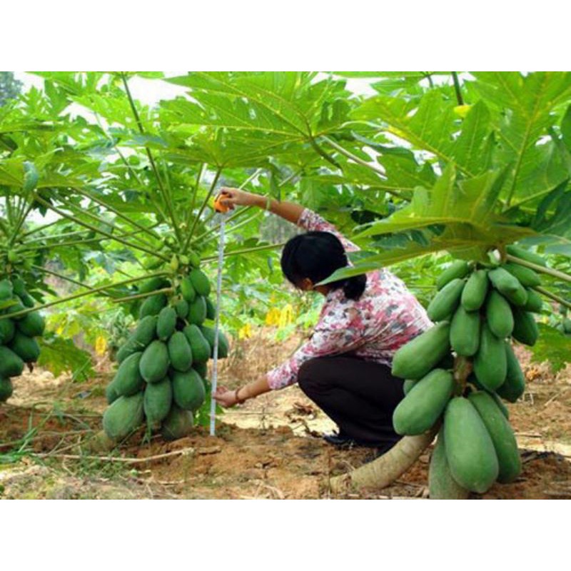 Cây đu đủ lùn ruột đỏ siêu trái