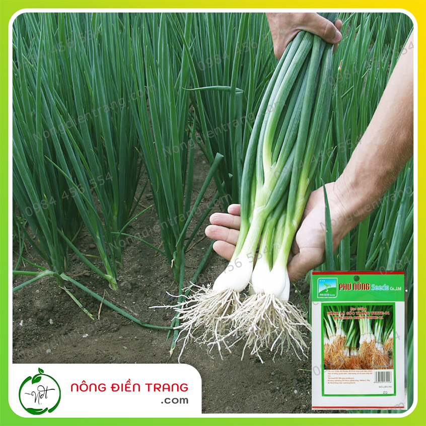 Hạt Giống Hành Lá Gốc Trắng Phú Nông - Gói 2g - Nảy Mầm Nhanh Sinh Trưởng Mạnh - VTNN Nông Điền Trang