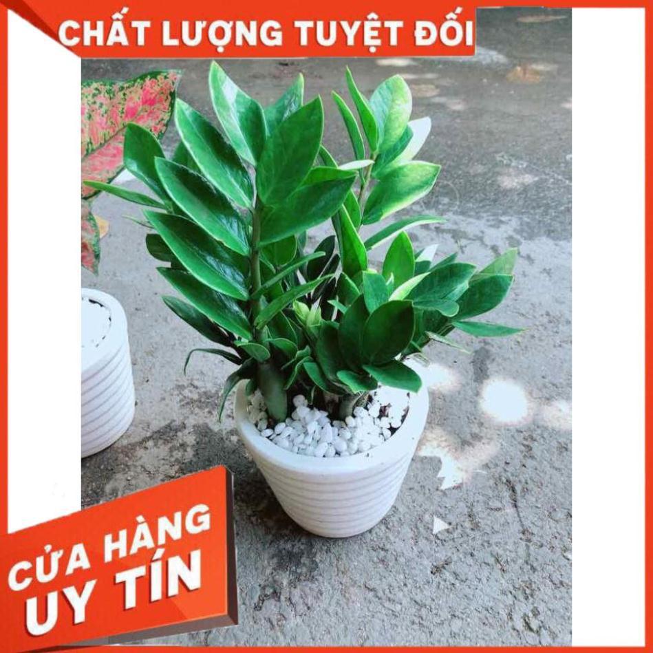 Chậu Kim Tiền Nhiều Người Mua