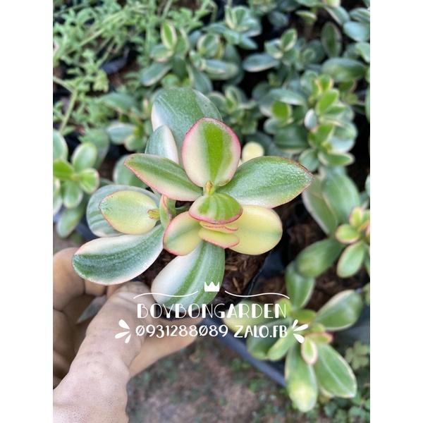 Cây sen đá thạch bích var cánh cong bầu nhỏ_hàng sẵn tại vườn