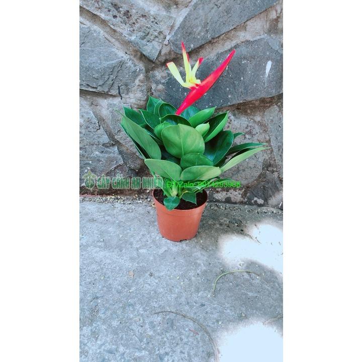 Chậu Cây Trầu Bà Đế Vương Xanh