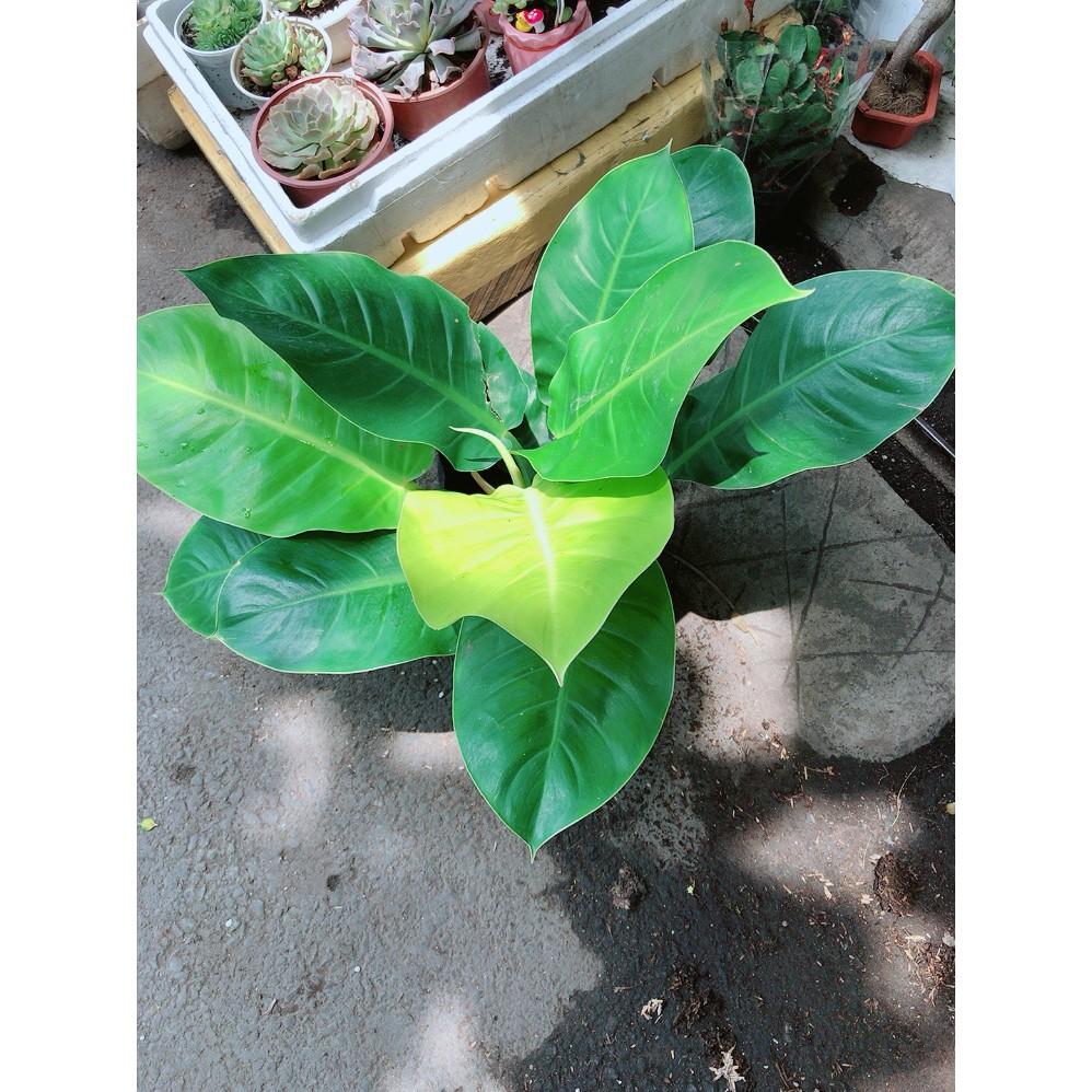 Bụi trầu bà đế vương
