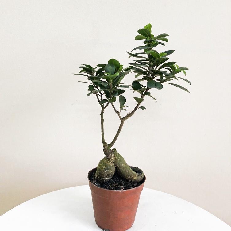 Cây Bonsai Si Nhật để bàn kèm chậu men sứ