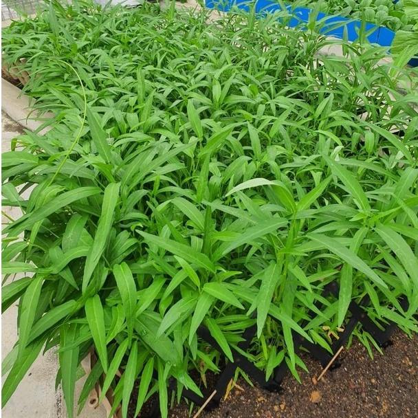 Hạt giống rau muống lá tre Rado 12 gói 50gr