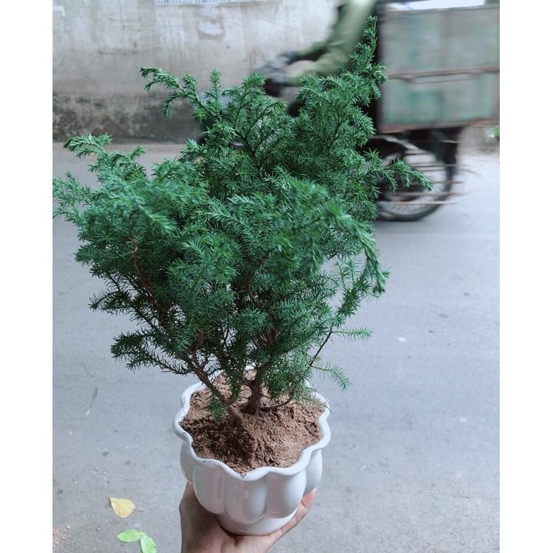 Chậu Tùng Bồng Lai