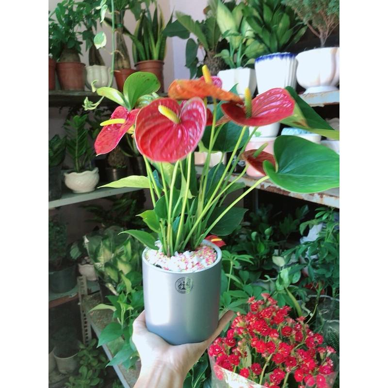 Chậu Cây Hồng Môn