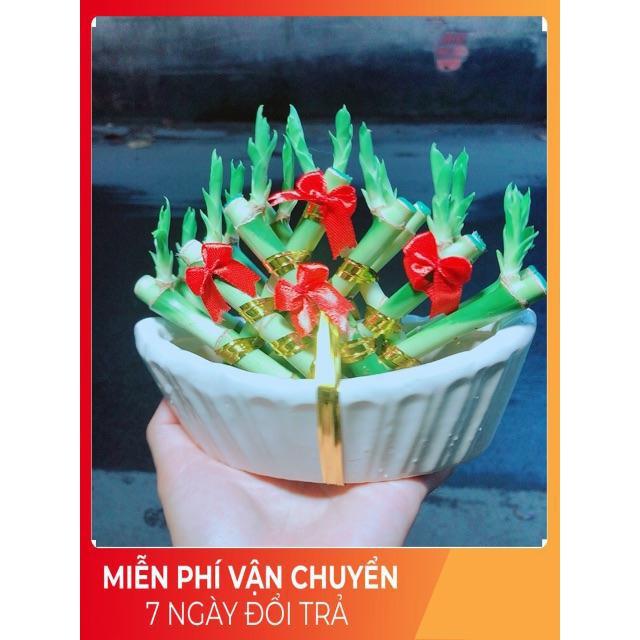 Chậu Trúc Phát Tài Thuyền May Mắn