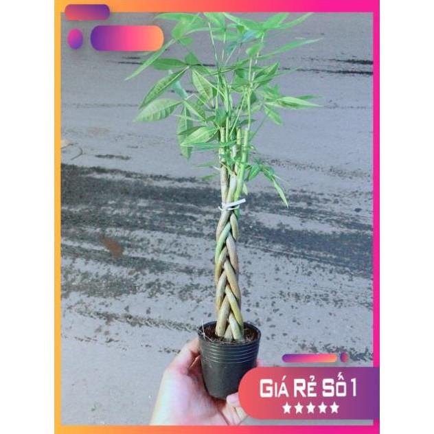 Kim Ngân Thắt Bính