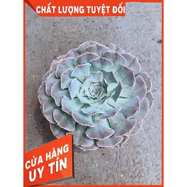 Sen Bắp Cải Tím