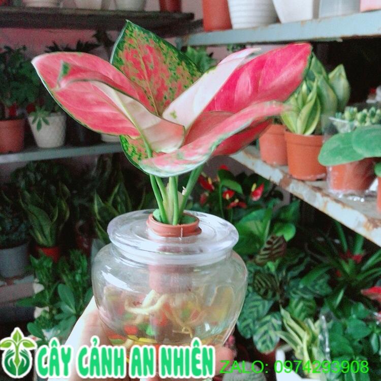 Chậu Cây Vạn Lộc Thuỷ Sinh