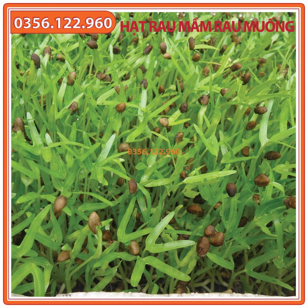 Hạt giống rau mầm rau muống tuyển chọn- gói 1kg - nảy mầm tốt, lên đồng đều