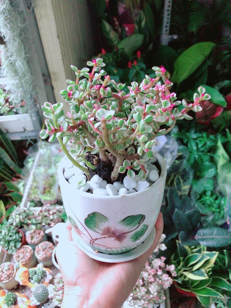 Chậu Cây Cành Vàng Lá Ngọc