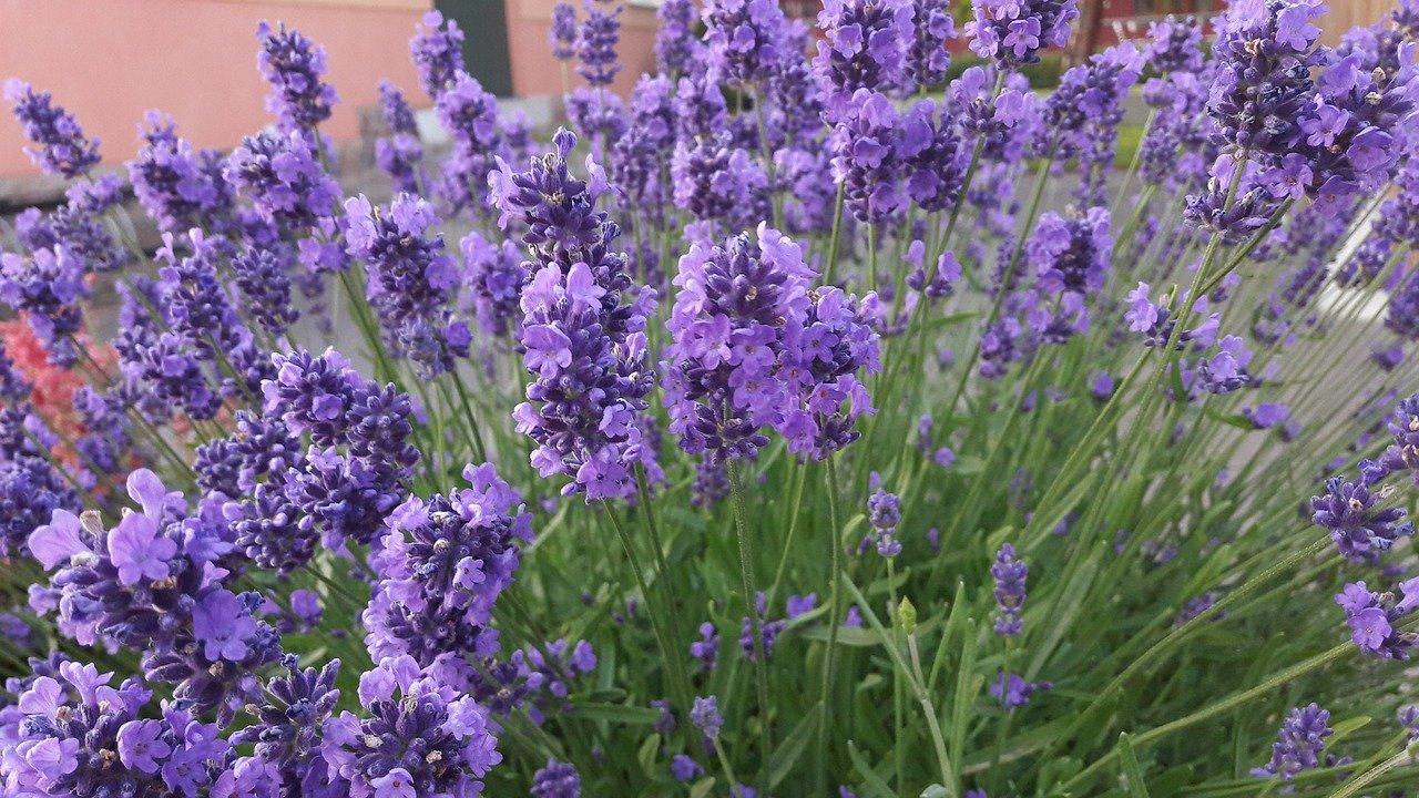 Hũ nến thơm tinh dầu Bolsius Lavender Fields 305g QT024366 - cánh đồng oải hương, nến trang trí, thơm phòng, thư giãn, khử mùi