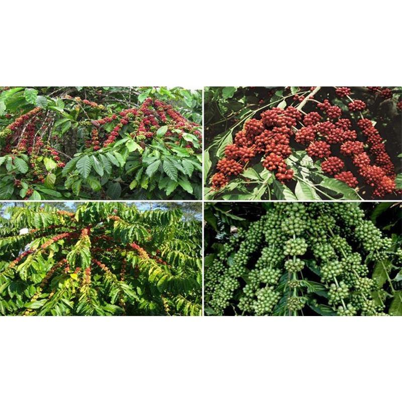 Cây giống cà phê arabica dòng thấp tây bắc siêu trái, hạt thơm ngon