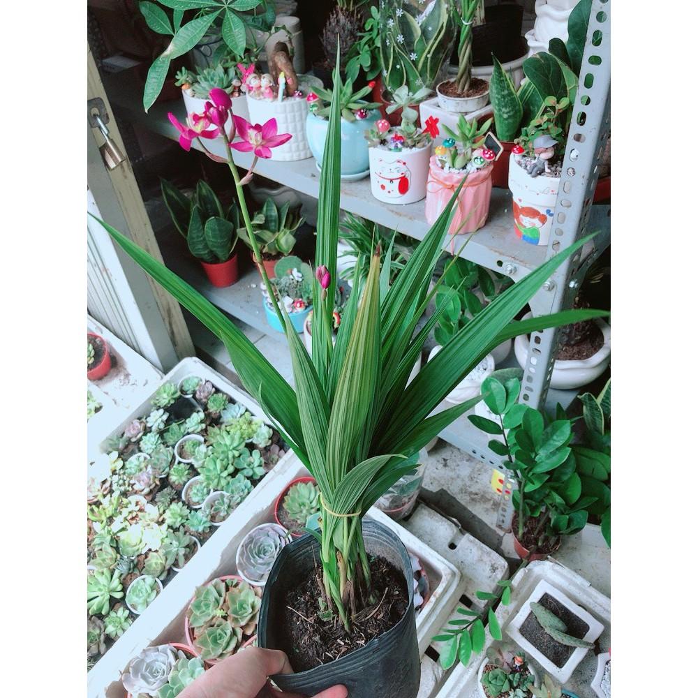 Cây Địa lan, lan đất hay lan chu đinh