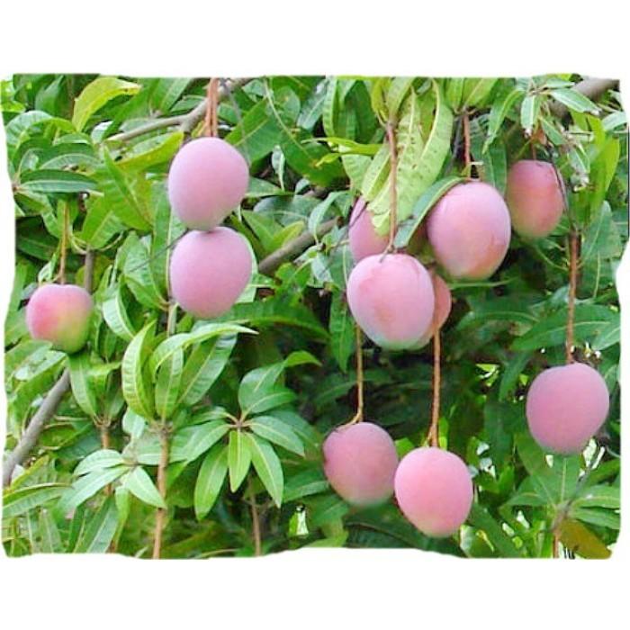 Cây giống XOÀI ÚC - Giống chuẩn F1 - Siêu sai quả ngon, ngọt