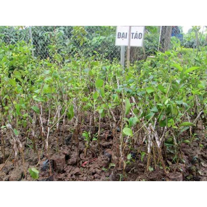 Combo 3 cây Táo Đại siêu trái