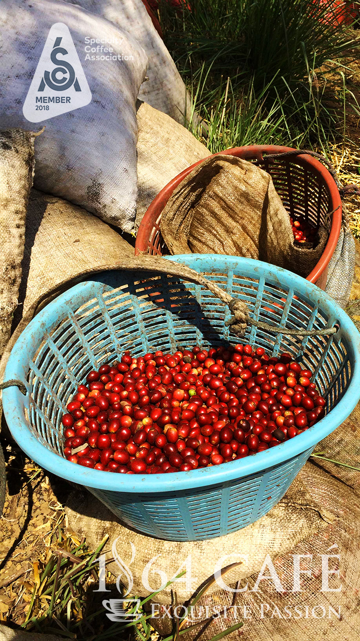 Cà phê hảo hạng 1864 CAFÉ Guatemala Puerta Verde nguyên hạt 220g
