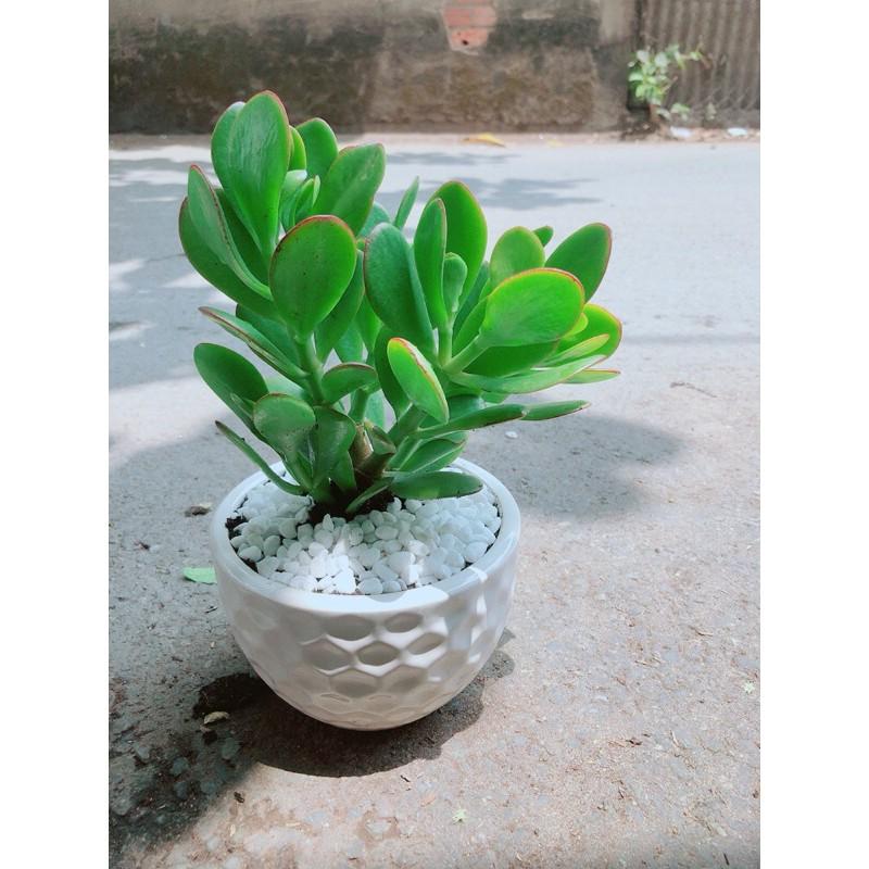 Chậu Cây Ngọc Bích