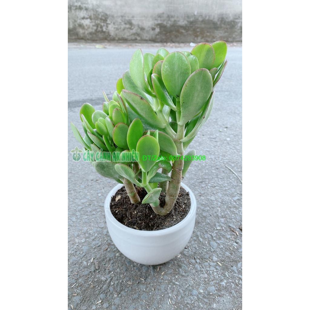 Chậu Cây Ngọc Bích Phong Thuỷ May Mắn