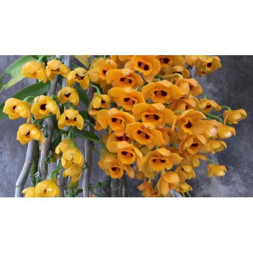 1 bó lan phi điệp vàng rừng tây bắc siêu to, hoa siêu đẹp - 1blpdvrtb