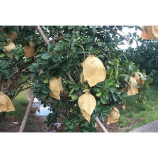 CHẤT LƯỢNG CAO TÚI BỌC BƯỞI CÓ DÂY THÉP SÉT 100 CÁI TÚI GIẤY KHÔNG THẤM NƯỚC KÍCH THƯỚC 30X35CM