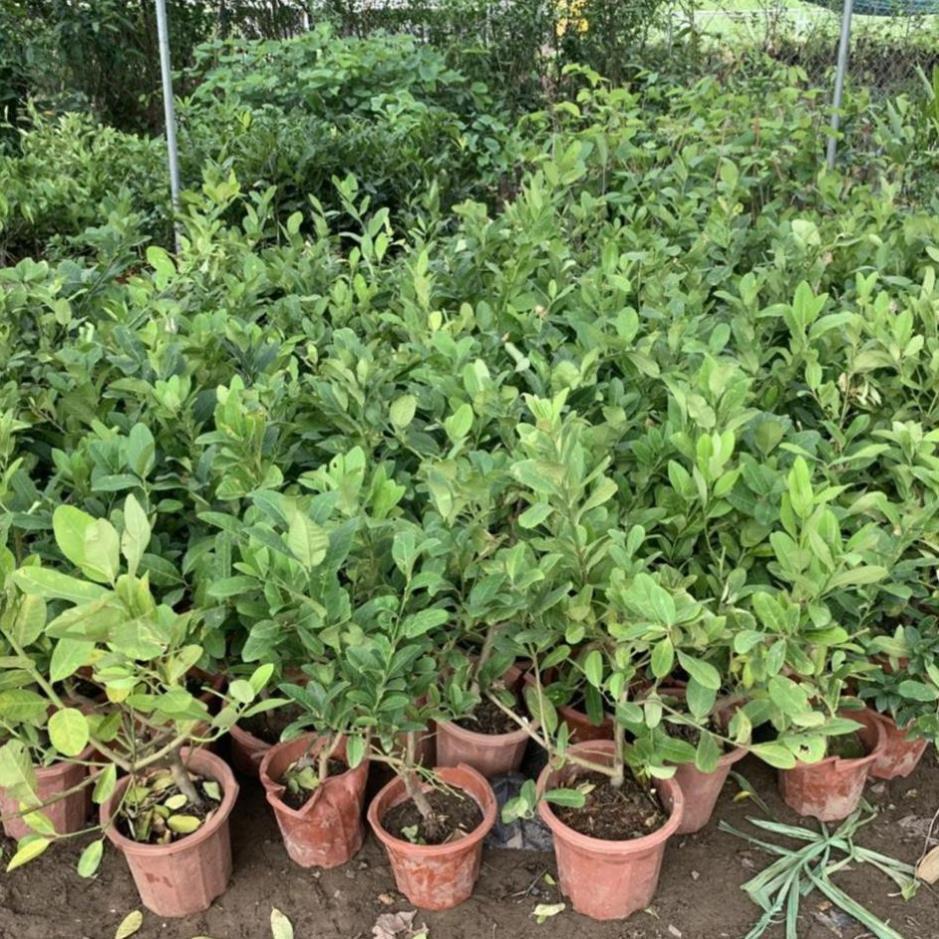 Cây giống Chanh vàng mỹ 3 tháng ra quả, Chanh vàng mỹ vỏ vàng cực đẹp