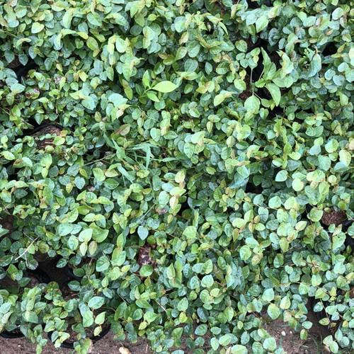 CÂY VẢY ỐC TRỒNG BỊCH ĐEN NHIỀU NGỌN SUM SUÊ DÀI 15-20CM CÂY SỐNG KHỎE THÍCH HỢP LÀM CÂY LEO BÁM