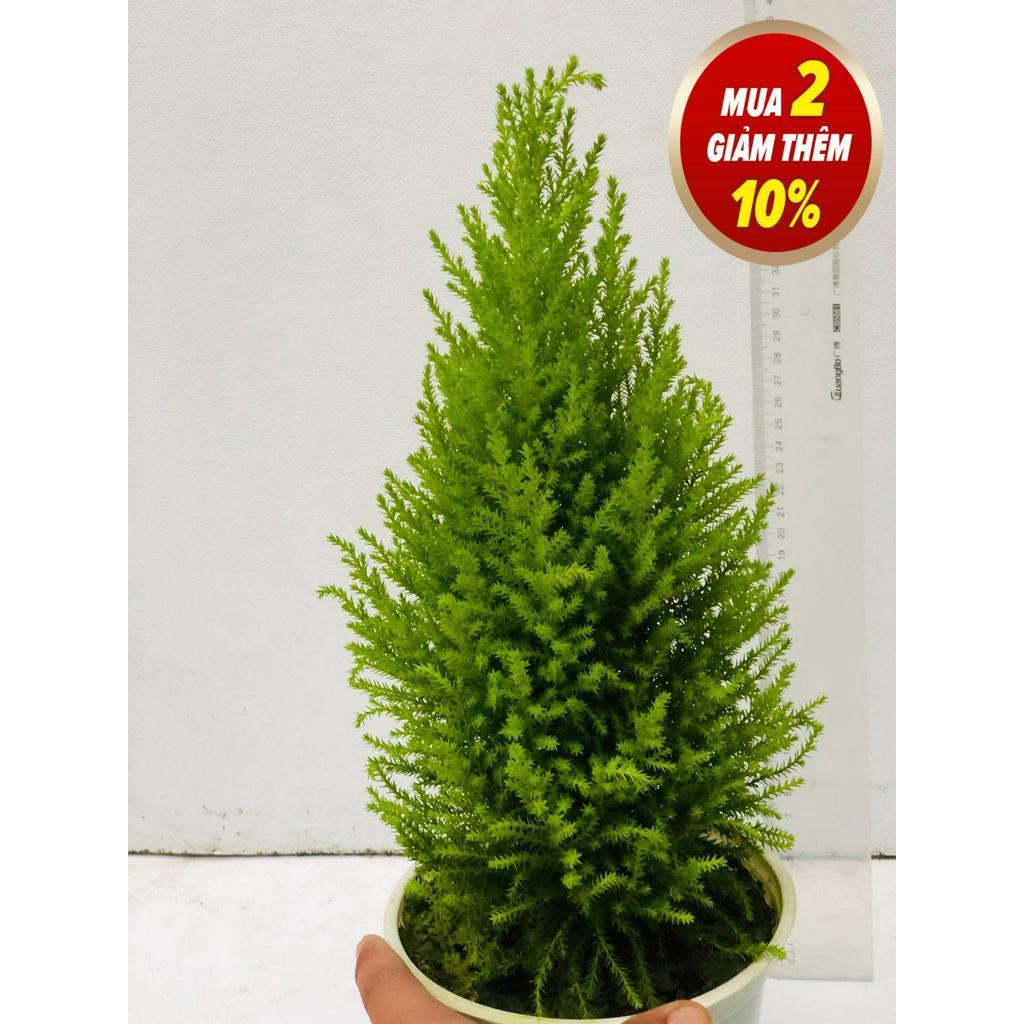 Cây tùng thơm cao 30 cm