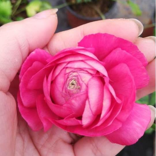 Bộ 6 Củ giống hoa mao lương mix màu