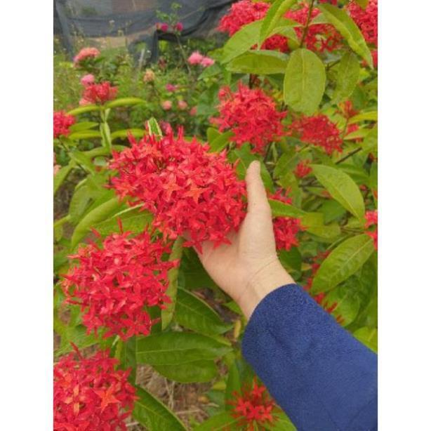 Cây giống mẫu đơn