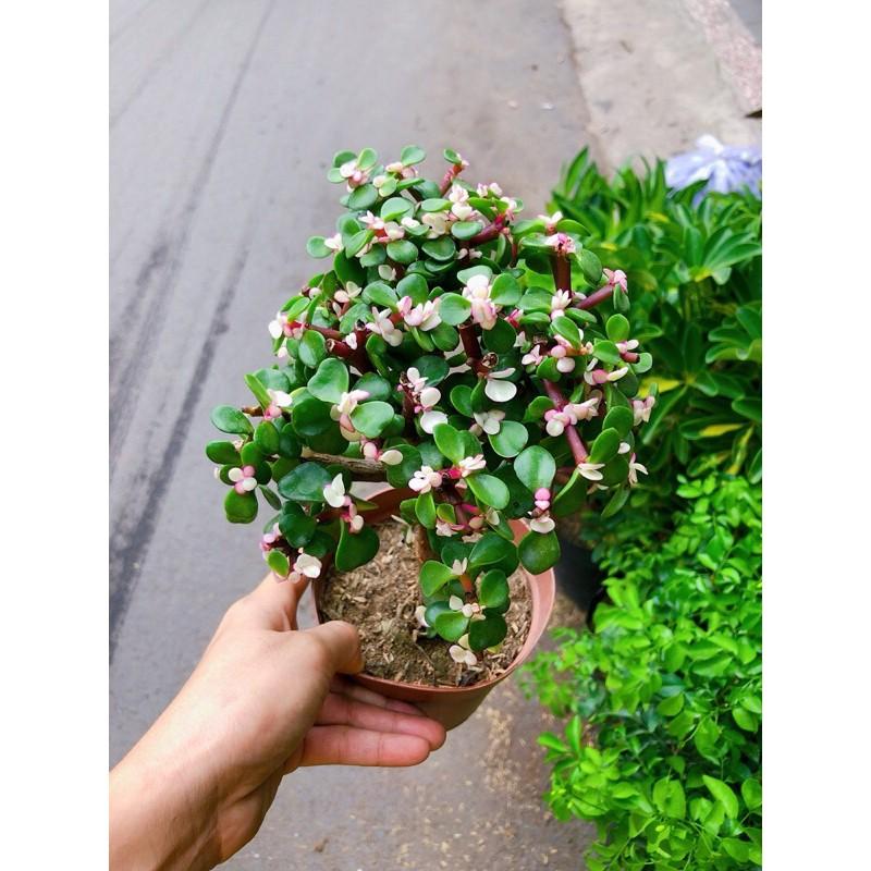 Cây Cành Vàng Lá Ngọc