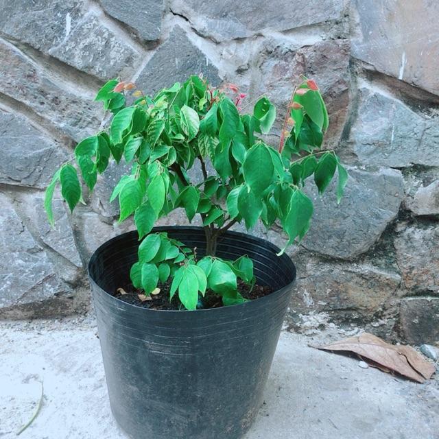 Bụi Khế Cho Sai Trái