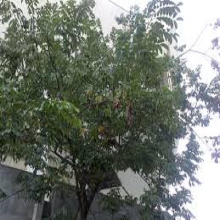 COMBO 2 BẦU CÂY GIỐNG CÂY SƯA ĐỎ