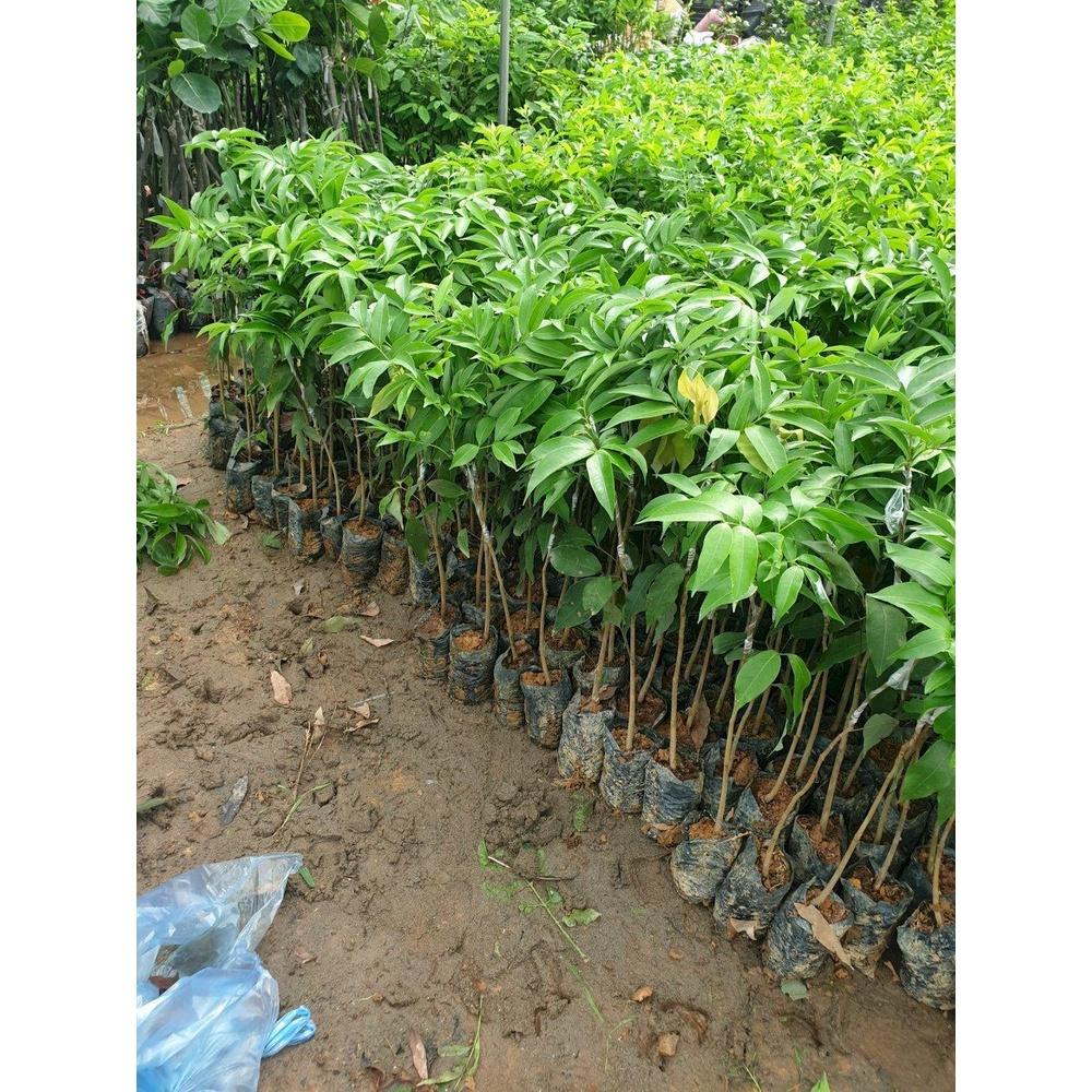 CÂY GIỐNG VẢI THIỀU - SIÊU TRÁI, SIÊU NGỌT