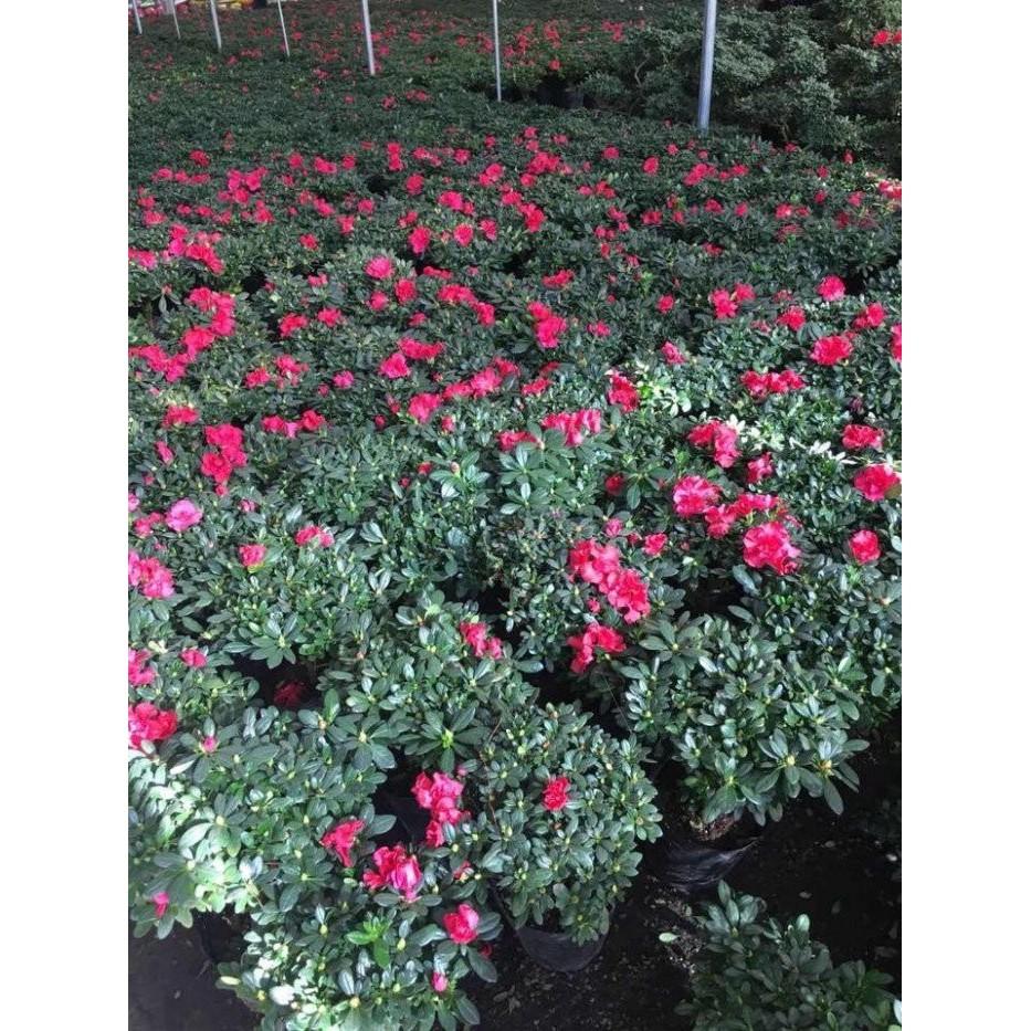 CÂY GIỐNG HOA ĐỖ QUYÊN NHẬT BẢN ĐỦ MÀU