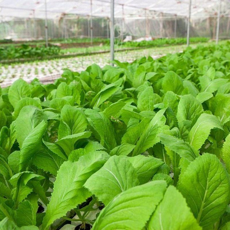Combo 6 loại hạt giống rau thông dụng,dễ trồng và chăm sóc