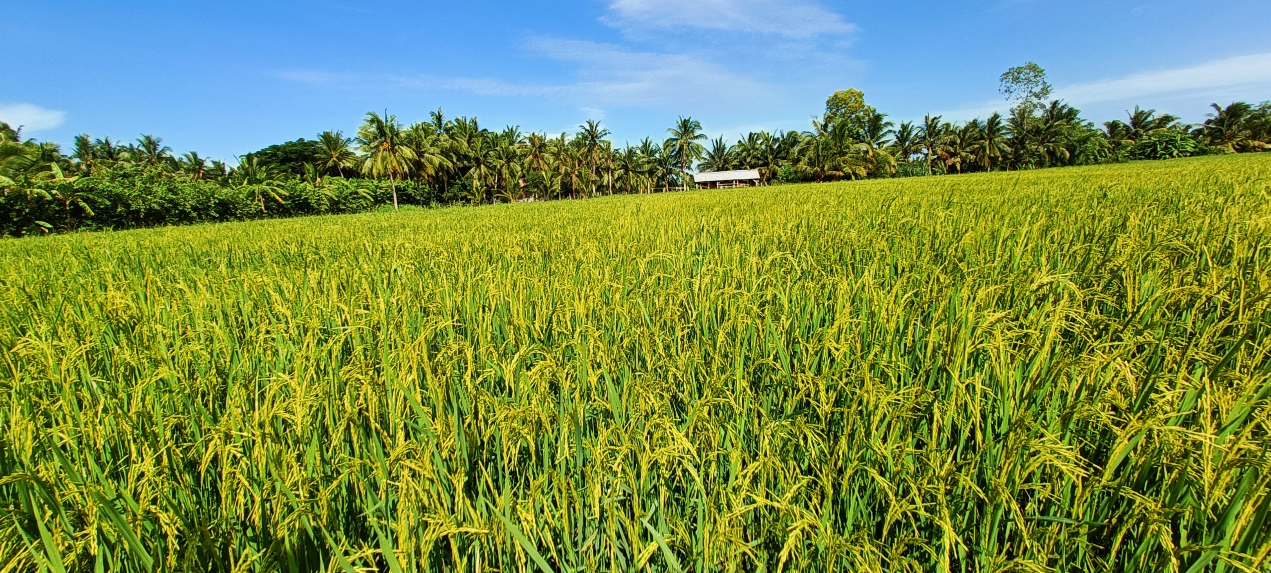 Phân bón siêu vô gạo, Vô gạo cực nhanh, hạn chế lép hạt. Cứng lá, cứng cây, hạn chế đổ ngã