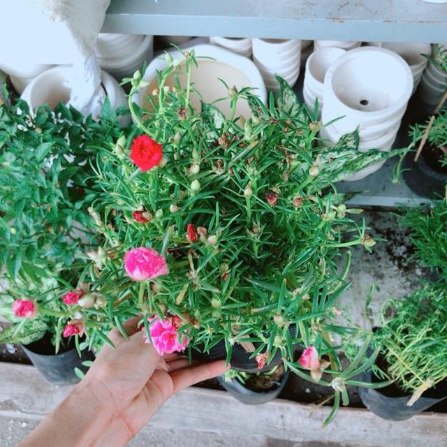 Chậu mười giờ giống khoẻ đẹp