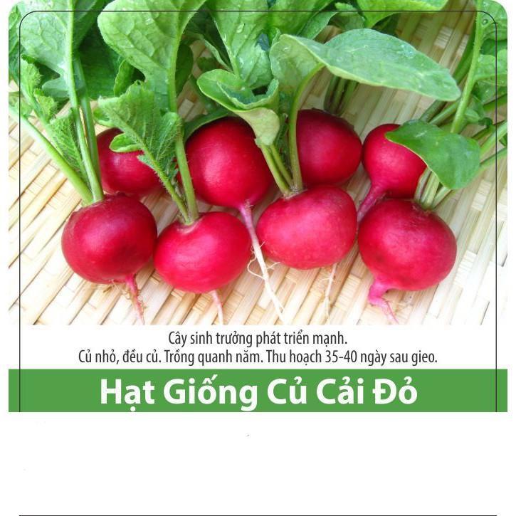 Hạt giống CỦ CẢI ĐỎ CHERRY, CỦ CẢI ĐỎ MINI, CỦ CẢI ĐỎ BABY chịu nhiệt dễ trồng