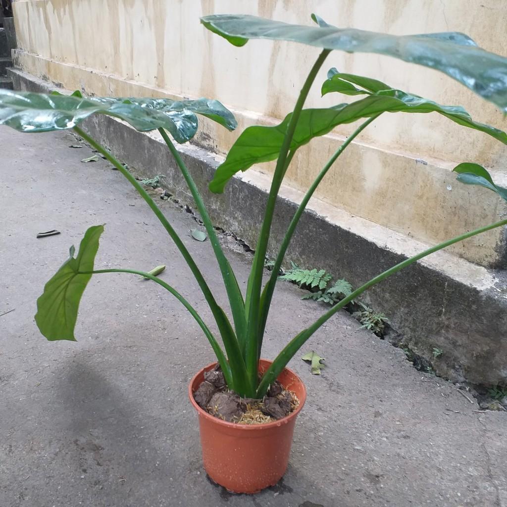Cây Ráy Môn Cảnh Lá Siêu To 981SP