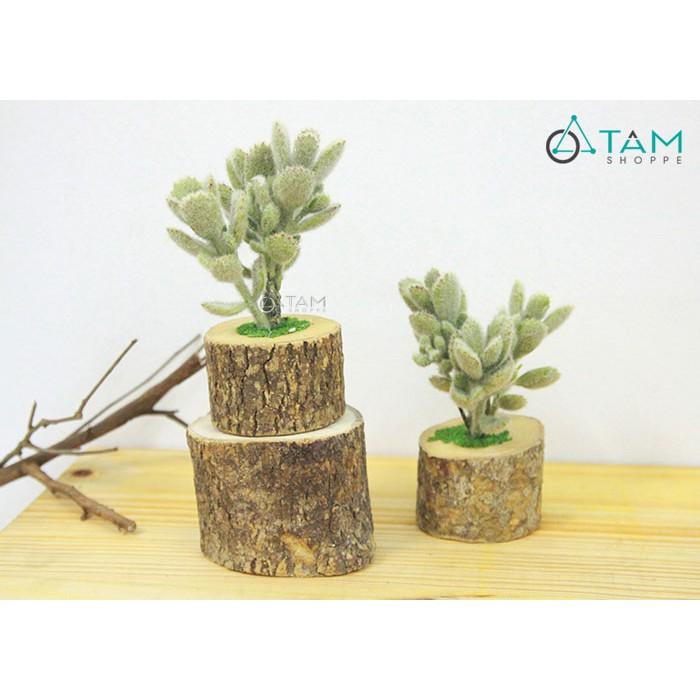 Chậu sen đá giả để bàn chậu gốc cây số 90