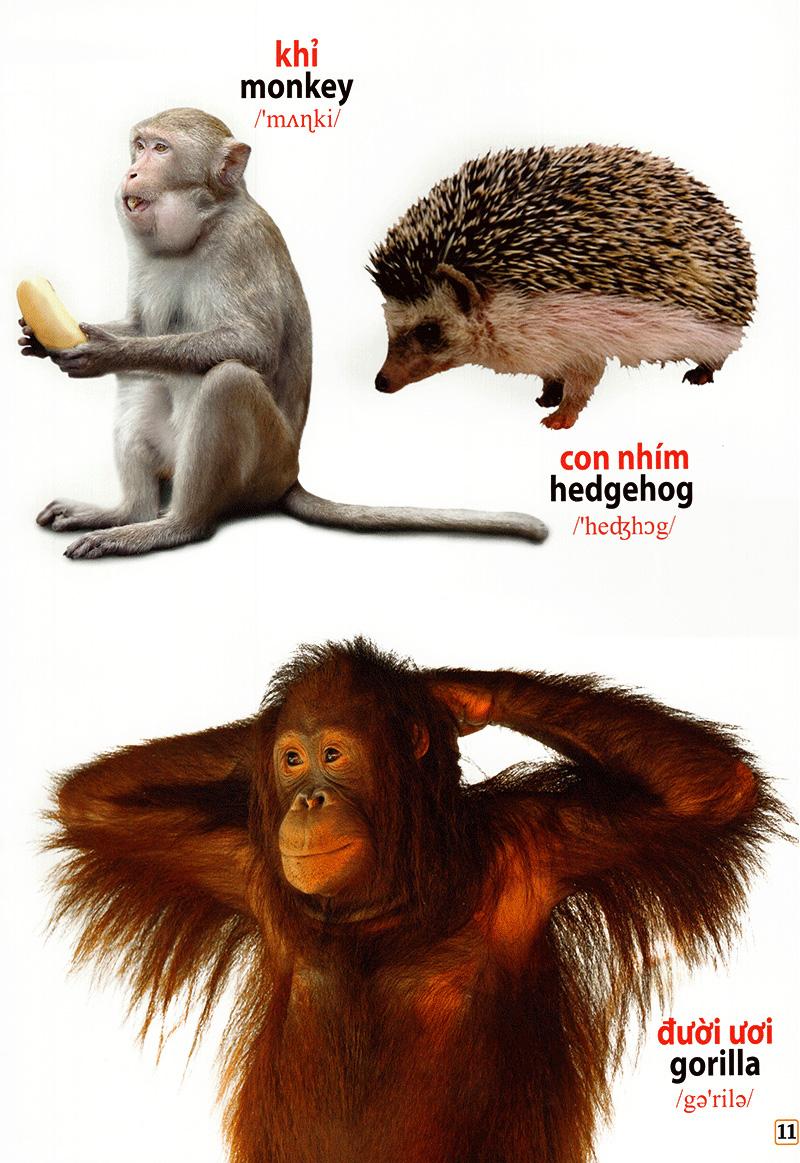 Từ Điển Bằng Hình - Loài Vật Quanh Em (Tái Bản)
