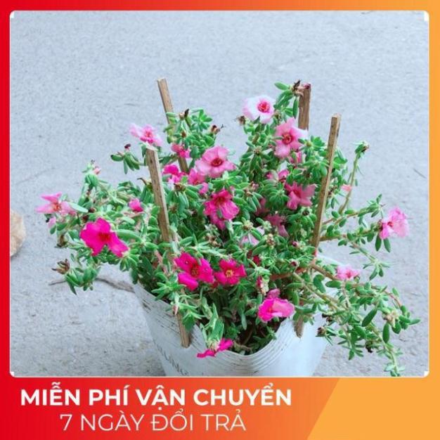 Hoa Mười Giờ Giống Mới