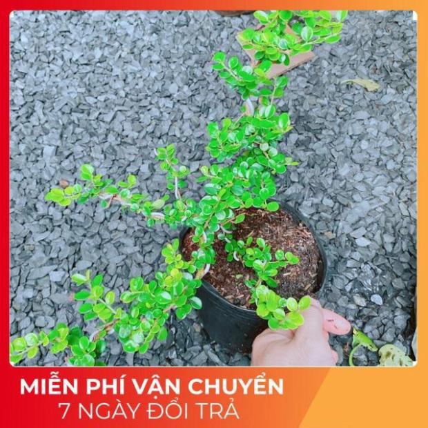 Cây Sam Núi Bonsai