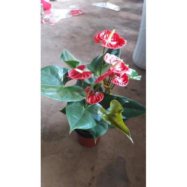 Sản phẩm CÂY HỒNG MÔN