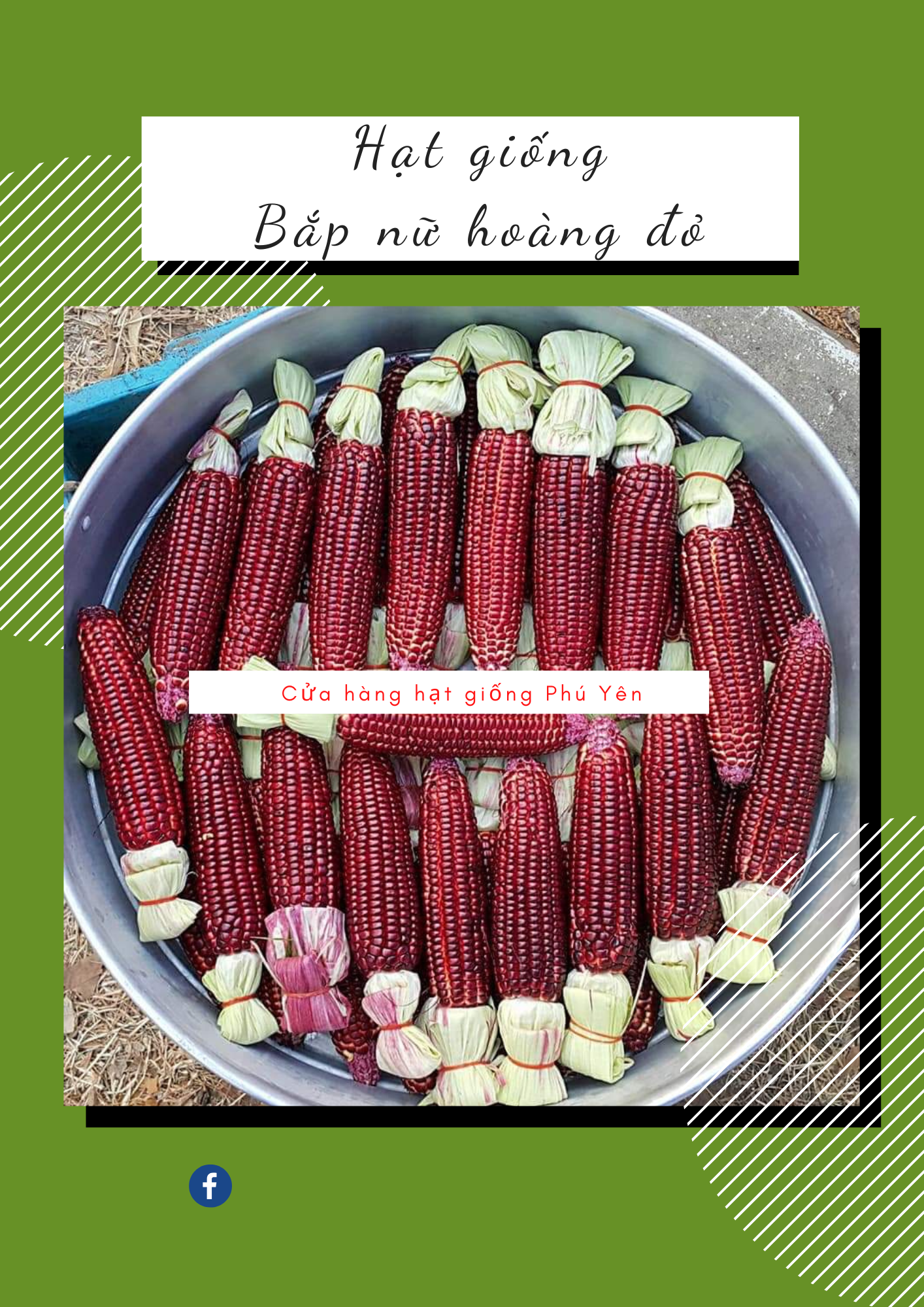 5 gói hạt giống bắp nữ hoàng đỏ