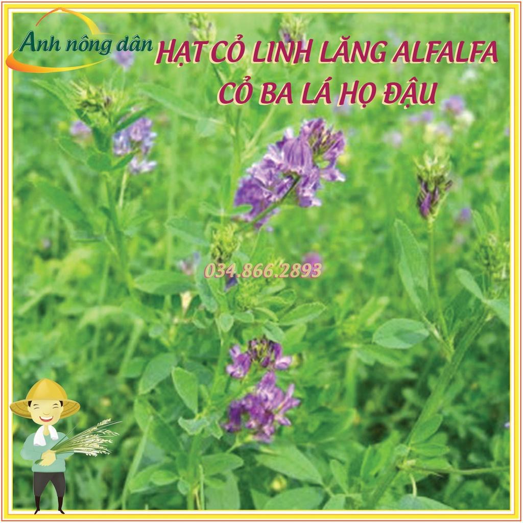 100g Hạt giống cỏ linh lăng Alfalfa - Hạt giống cỏ ba lá họ đậu