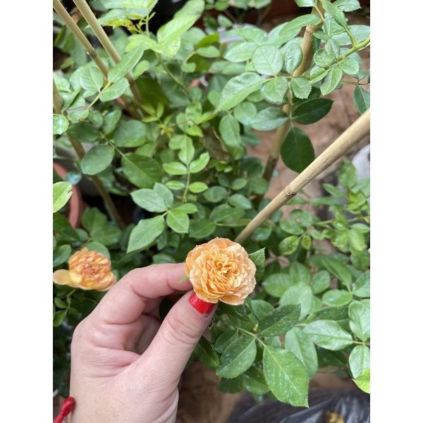 Hoa hồng ngoại thân gỗ dáng tree honey caramel lâu tàn cao 90 cm Nguyên bản
